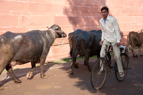 Kerbau dan sapi merajai jalanan