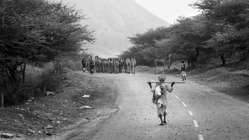 Menghalau unta pulang, setelah ternak dipamerkan dalam ajang pasar unta