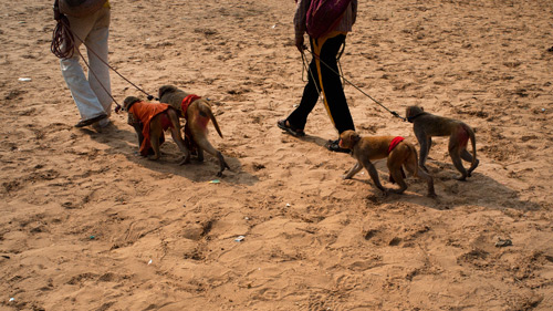 Topeng monyet ala Pushkar