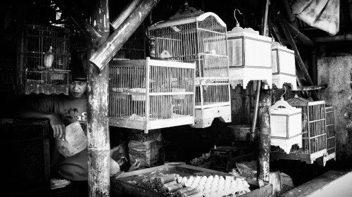 Hidup di balik sangkar kehidupan