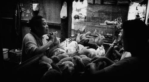 Membeli kelinci buat adik