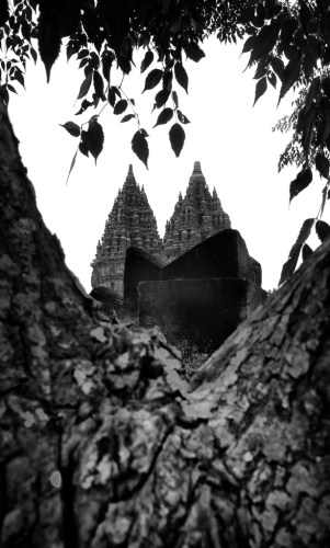 Pohon perindang gersang terik surya