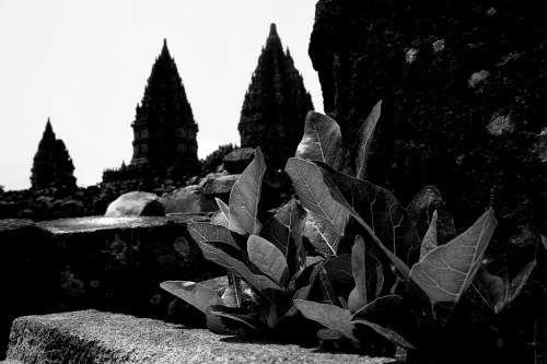 Tumbuh memberikan warna 